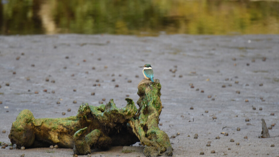 Kingfisher