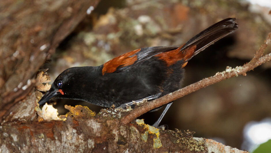 South Island saddleback.