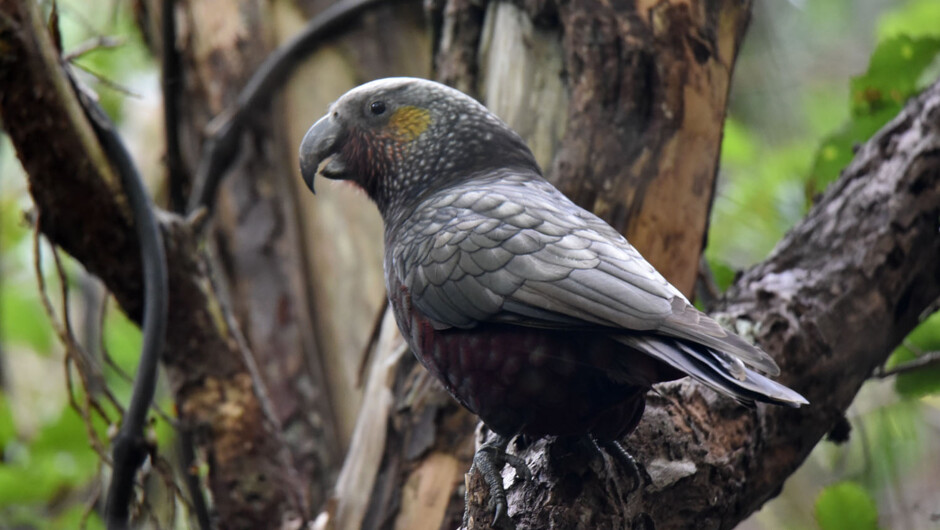 South Island kaka parrot.