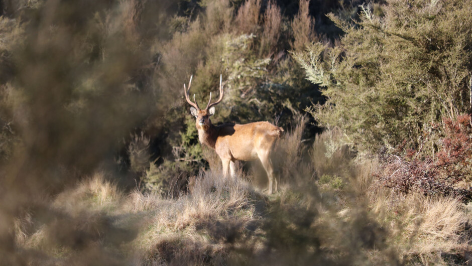 Rusa in the manuka bushes at Poronui