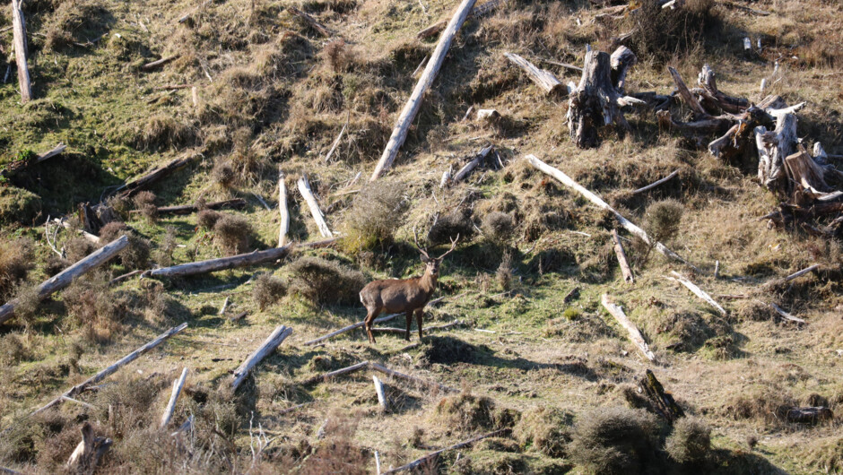 Sika stag at Poronui