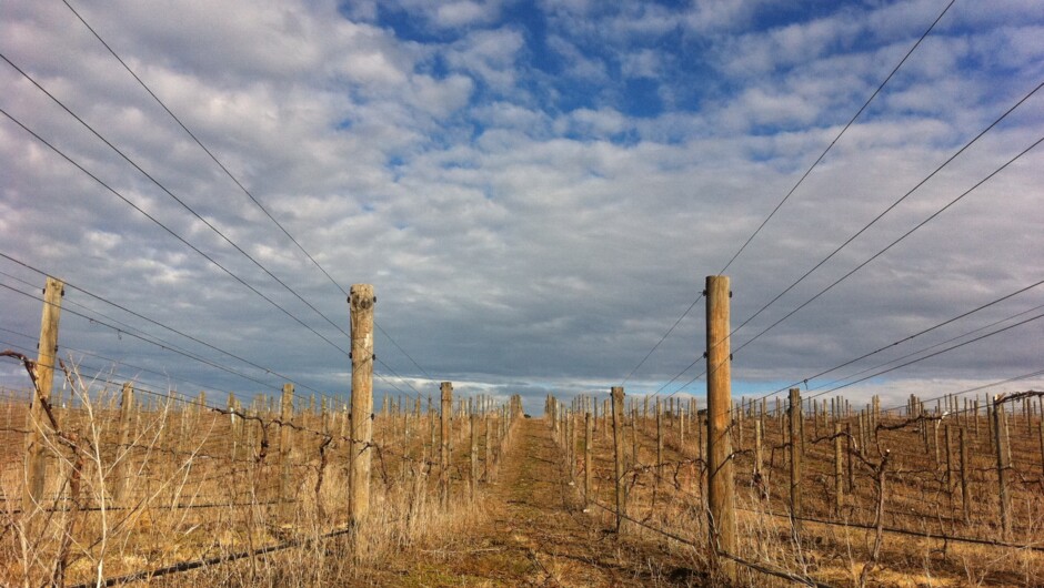 Riesling vines