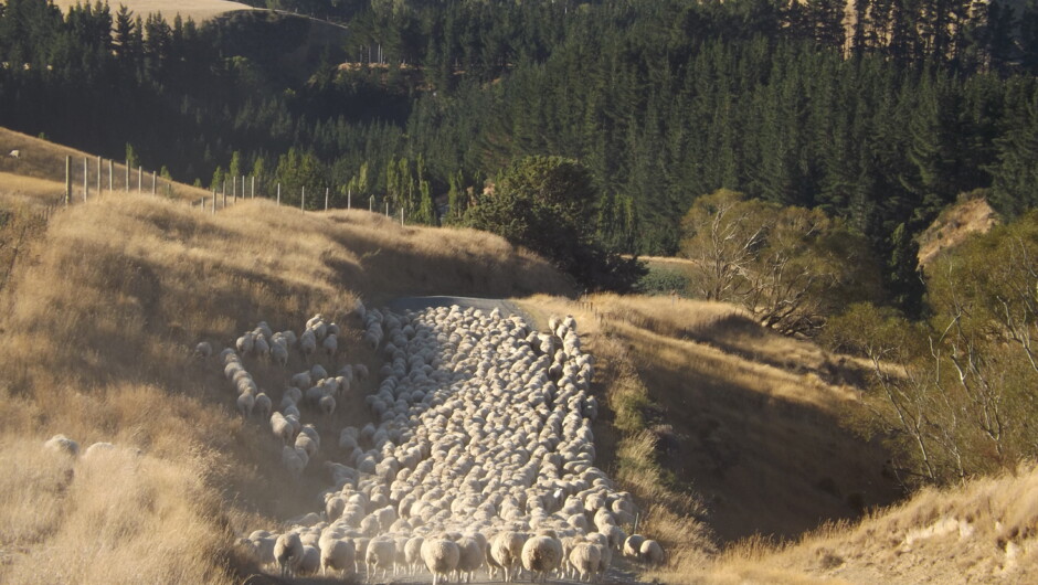 Always plenty of sheep to see when staying at Karetu
