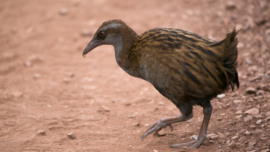 Weka, Rotoroa Island
