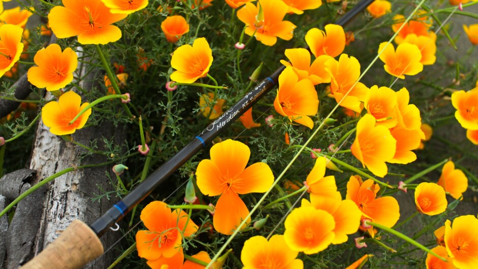 Californian Poppy