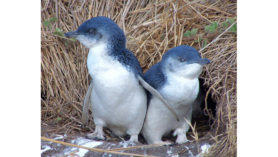 Little Blue Penguins