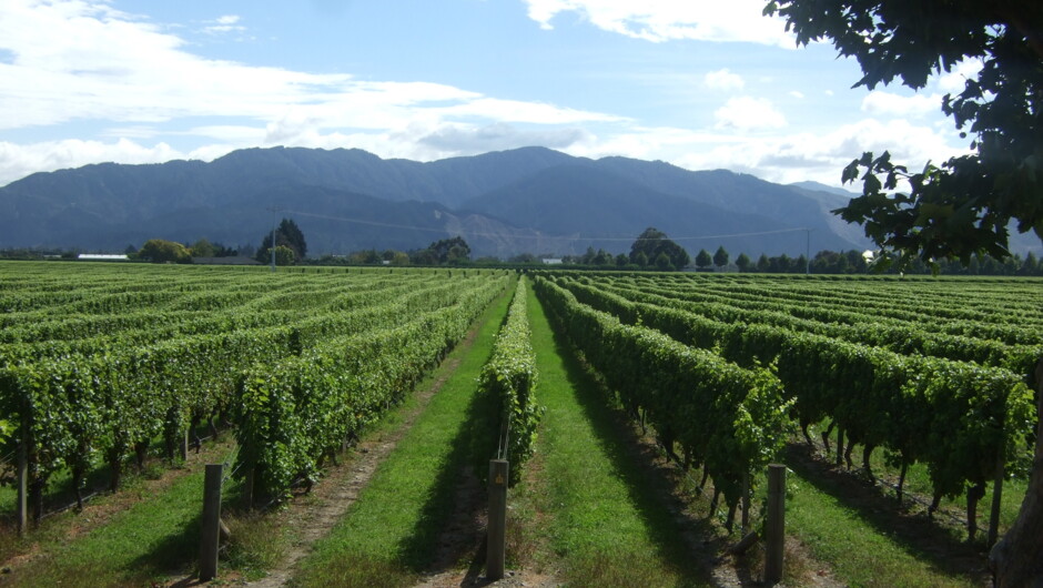 Marlborough Vineyards
