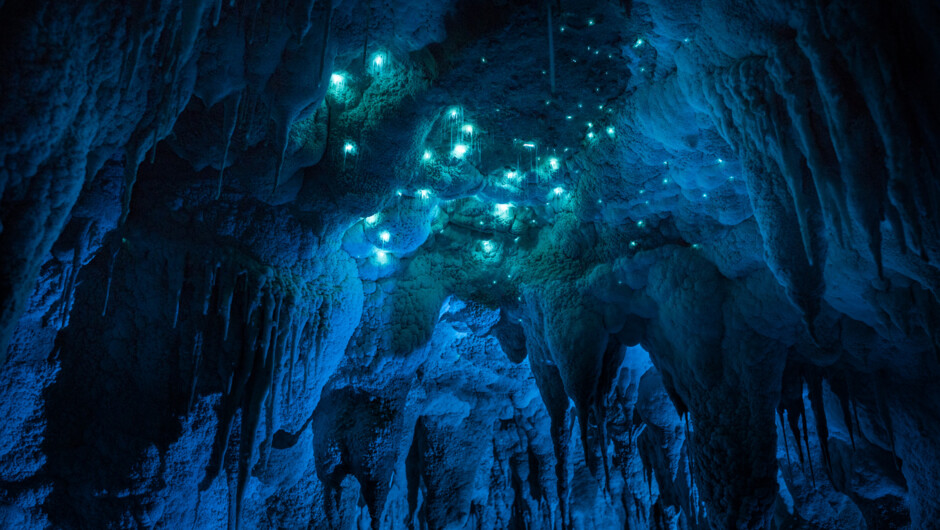 Glowworms at Nikau Cave