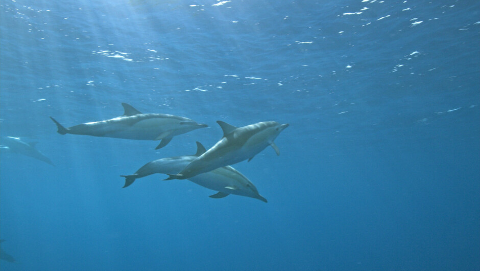 Dolphins in Whakatane, Bay of Plenty