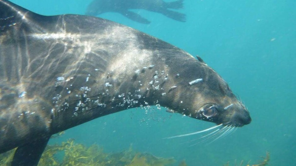 Swim with friendly Kekeno seals at Whaktane, Bay of PLenty