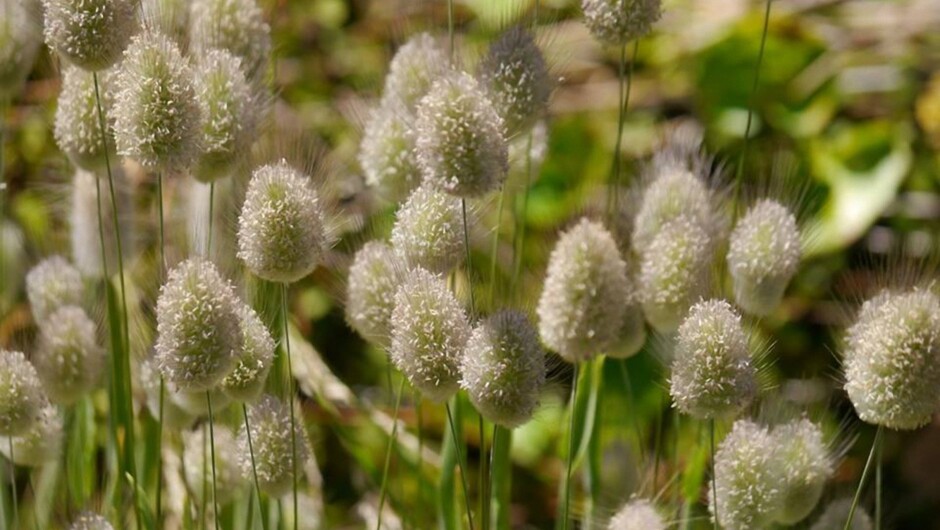 At the DoC Hut, Whale Island, Whakatane New Zealand