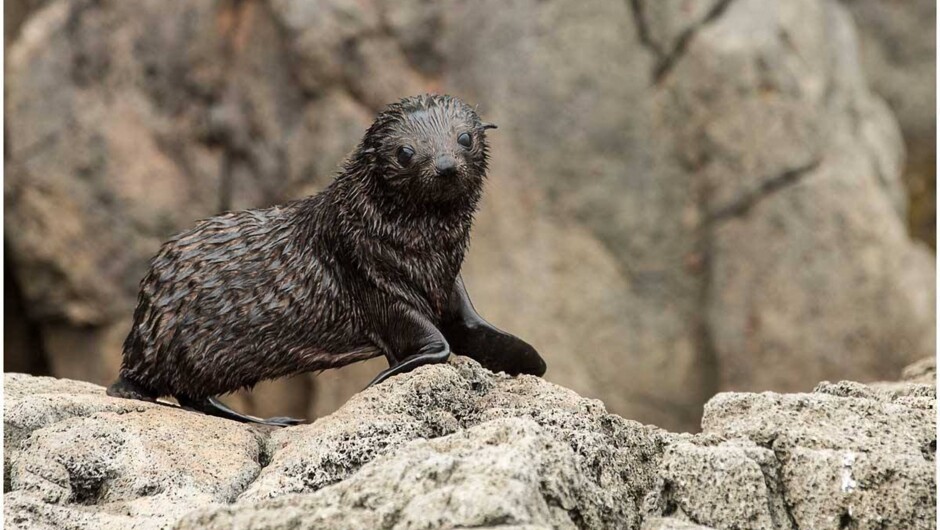 Baby Kekeno Seal, Whale Island, Whakatane