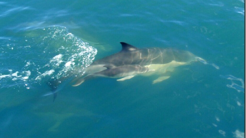 This dolphin gave birth to this little baby near our boat then gently nudged the baby closer to the boat - an amazing moment