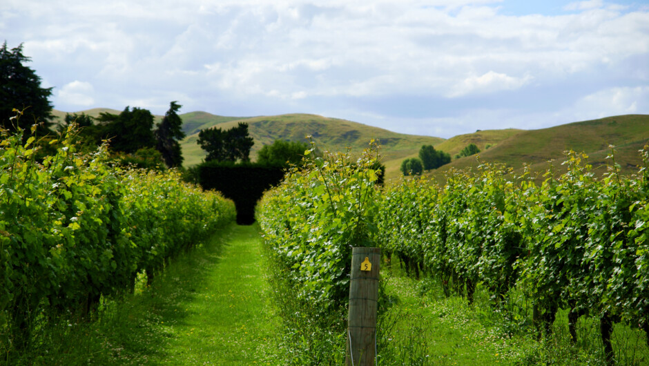 Vineyard in Hawkes Bay New Zealand