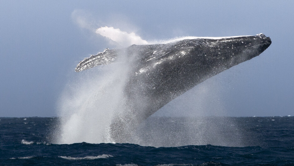 Whale watching with Bay Explorer. Including orca (not pictured).