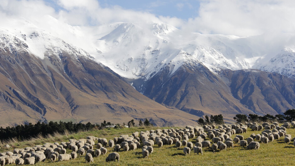 Ewes out enjoying the sun