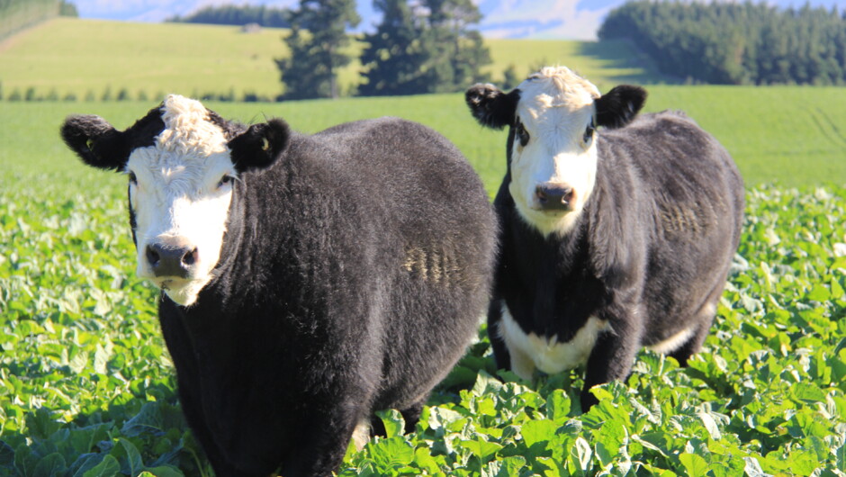 Bulls enjoying their feed