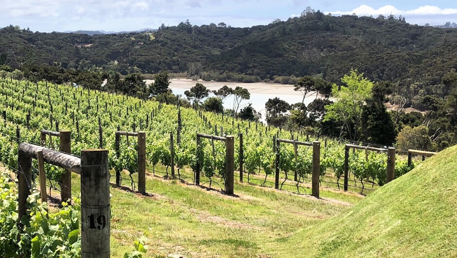 Bay of Islands, wine &amp; oysters...