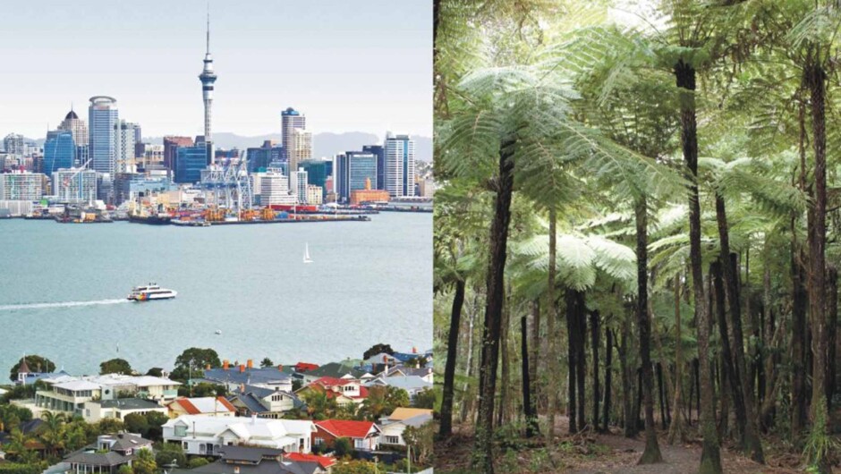 Auckland City and Rainforest Tour