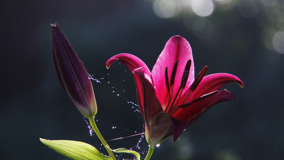Early morning lilies