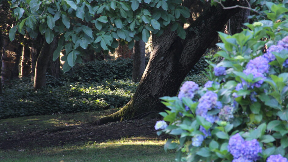 Looking out to the walnut tree
