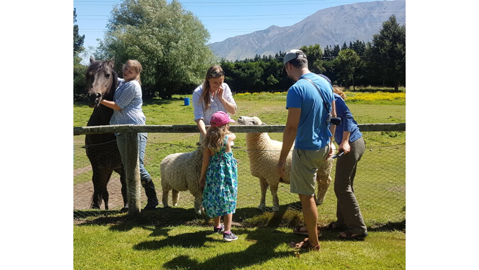 Guests meeting the pet sheep