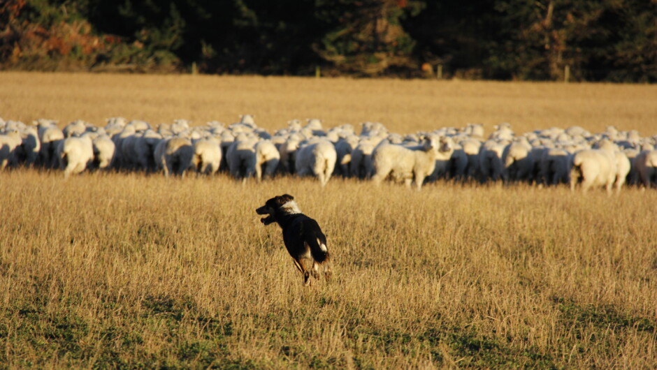 Luke out heading the sheep