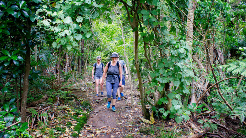 Lush New Zealand forest
