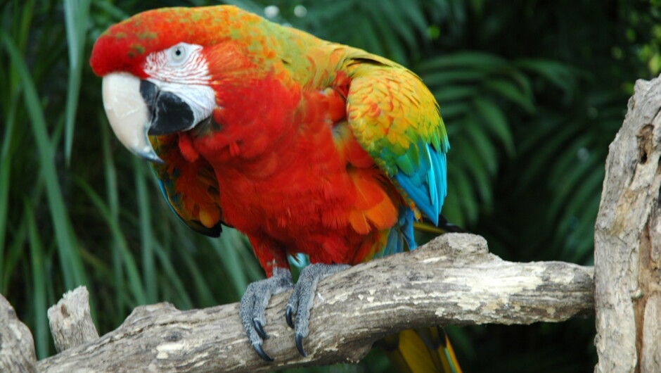 Caracus the Macaw