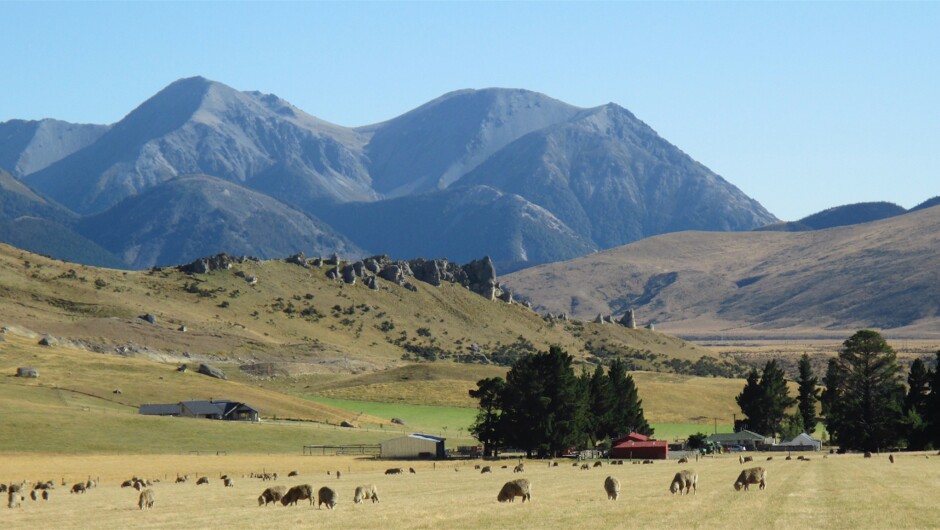 Get off the beaten track and gain an insight into New Zealand farming