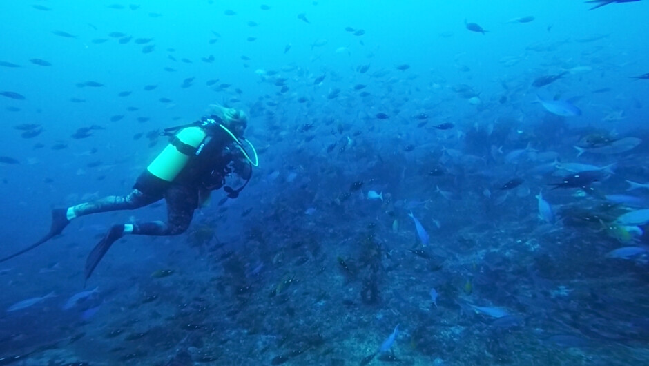 Amazing amounts of fish life to come and see.