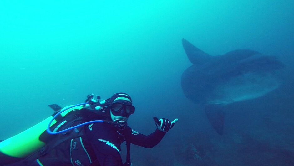 A rare visitor - Mola Mola. But in the summer it can happen.