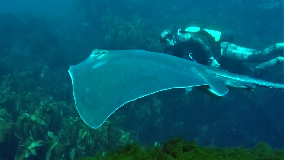 Captivating stingray cruises past.  We have many stingray and eagle rays in our waters - a dinner favourite for the occassional passing pod of Orca.