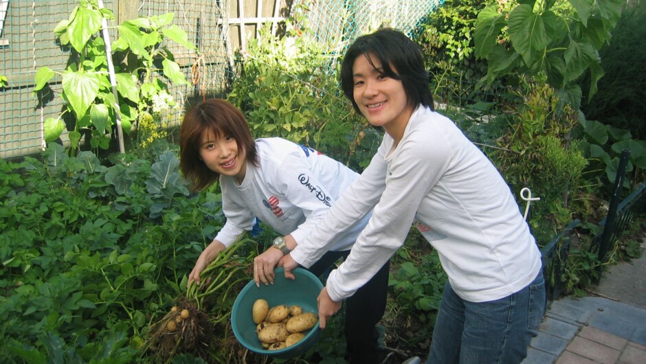 Harvesting new Potatoes in December.
新じゃが収穫12月。