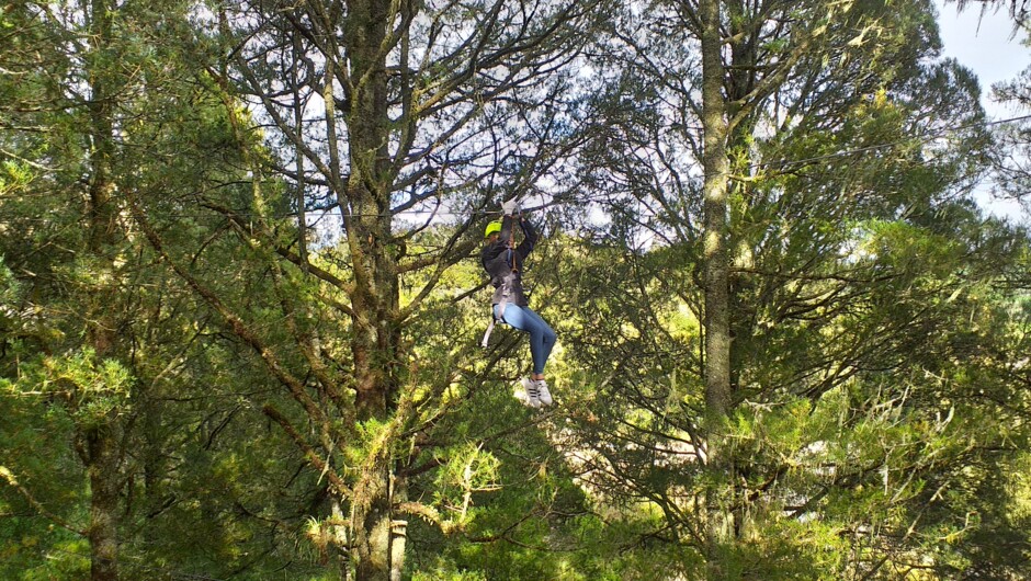 Through 100 year old native trees