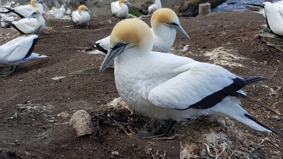 Gannets, Muriwai, Auckland's West Coast.