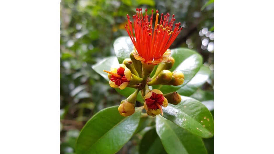 Rata, New Zealand native plant.