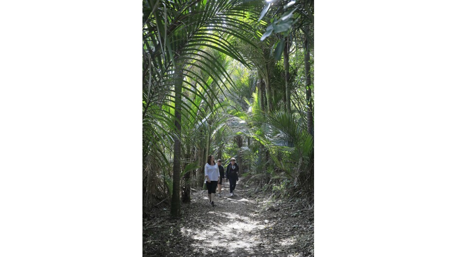 Marawhara Walk, Piha, Auckland.