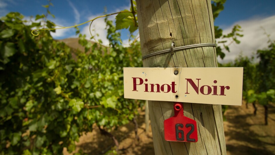 作为新西兰中奥塔哥地区商业葡萄种植的先驱，吉腾庄园以出品高品质的黑皮诺而闻名。