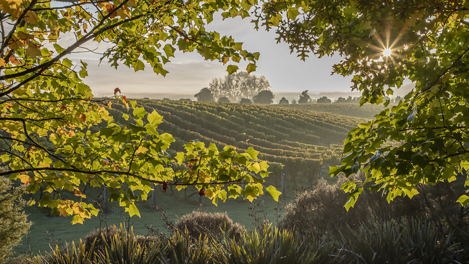 Visit us in the beautiful Ararimu Valley, Waimauku, Open 7 days 11am-5pm.