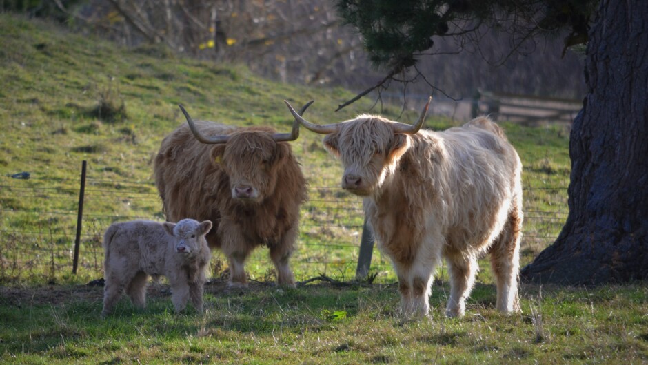 Hand feed our Highland cows