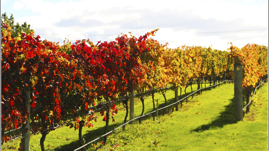 Discover picturesque vineyards on most tours.