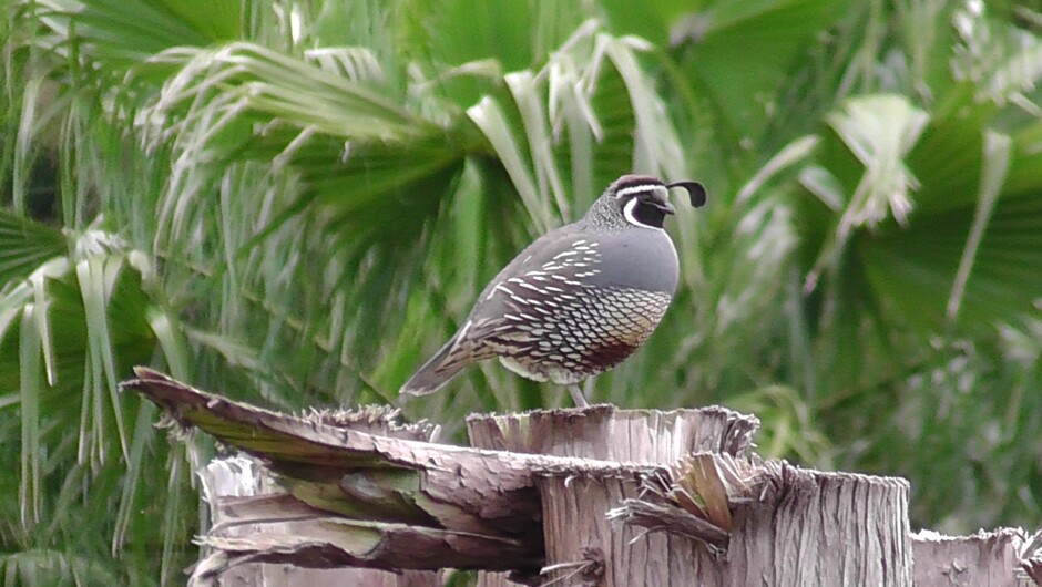 Lavender Vale Californian Quail
