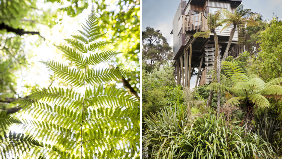 Hapuku Lodge + Tree Houses