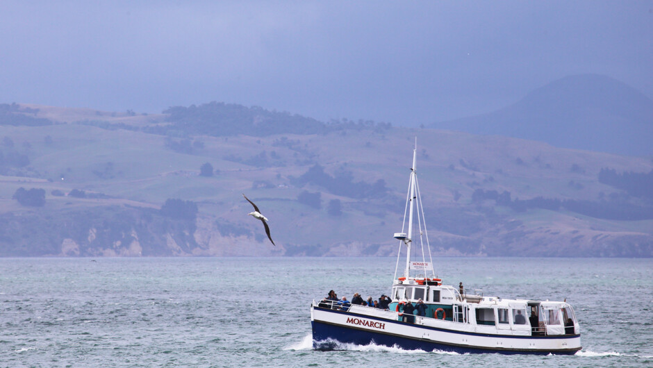 A Northern Royal Albatross glides in front of the Monarch.