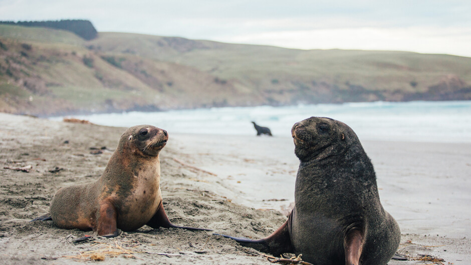 A female and male New Zealand Sea Lion.