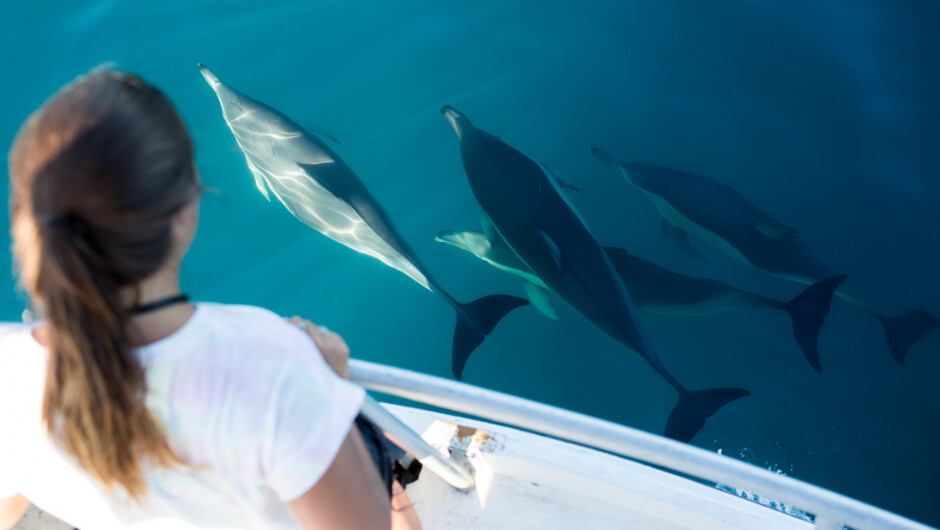 Watch dolphins swimming up close. Our vessel has the largest open deck for viewing and photography.