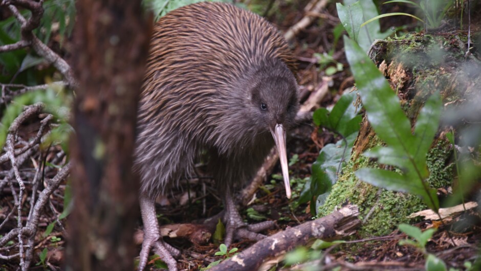 Southern Brown Kiwi