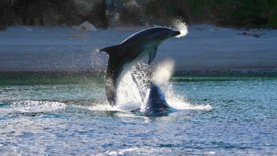 Explore our mind-blowing coastline. Jump off the boat into crystal clear water. Snorkel, paddle, walk the golden beach or marvel at the native birds flying amongst the pohutukawa trees. If you are lucky, dolphins, stingrays, and other underwater locals ma