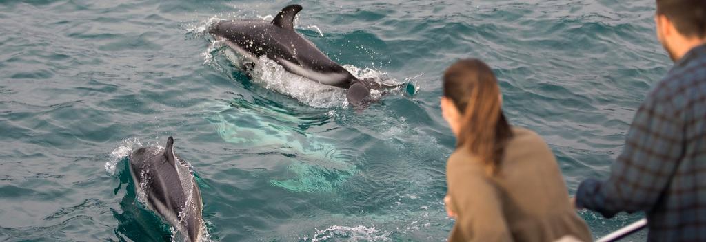When you visit Kaikōura, don’t miss the chance to spend some time with the resident dusky dolphins.